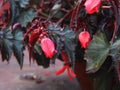 Cigar plant or Mexican cigar Royalty Free Stock Photo