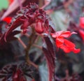 Cigar plant or Mexican cigar Royalty Free Stock Photo