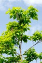 The cigar tree (Catalpa bignonioides)