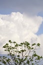 Cigar tree with cloud Royalty Free Stock Photo