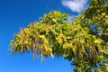 Cigar tree (Catalpa bignonioides) in a park