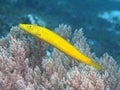 Cigar Wrasse