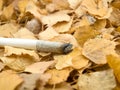 Cigaret on foliage Royalty Free Stock Photo