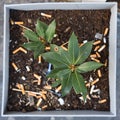 Cigarette Buds in a Flowerpot on a Sidewalk in Paris, France