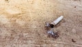 Cigarette butts and cigarette ash lying on the ground Royalty Free Stock Photo