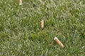 Cigarette Butts Thrown in Green Grass Royalty Free Stock Photo