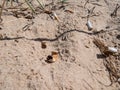 Cigarette butts in the white sand on Baltic sea beach as toxic plastic pollution in the beach sand. Most littered plastic item in