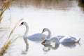 Cigni bianchi sulla laguna -Caposile Portegrandi birdwatching Royalty Free Stock Photo