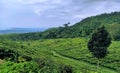 cijalu tea field Royalty Free Stock Photo