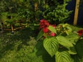 Nusa Indah Flowers, bright red