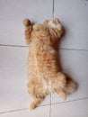 The ciko orens cat sleeping in the floor Royalty Free Stock Photo