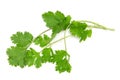 Cilantro