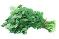 Cilantro