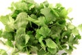 Cilantro Royalty Free Stock Photo