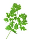 Cilantro Royalty Free Stock Photo