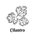 Cilantro black and white vector illustration isolated.