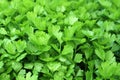 Cilantro