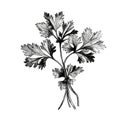 cilantro coriander ai generated