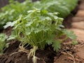 Cilantro Coriander (Coriandrum sativum)