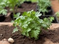 Cilantro Coriander (Coriandrum sativum)