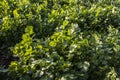 Cilantro Coriander Herb leaves detail in a garden irrigated by sprinkling in a family farm Royalty Free Stock Photo