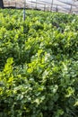 Cilantro Coriander Herb leaves detail in a garden irrigated by sprinkling in a family farm Royalty Free Stock Photo