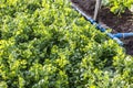 Cilantro Coriander Herb leaves detail in a garden irrigated by sprinkling in a family farm Royalty Free Stock Photo