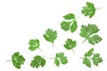 Cilantro or coriander leaves isolated on white background with copy space for your text. Top view. Flat lay pattern Royalty Free Stock Photo