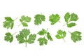 Cilantro or coriander leaves isolated on white background with copy space for your text. Top view. Flat lay pattern Royalty Free Stock Photo