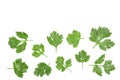 Cilantro or coriander leaves isolated on white background with copy space for your text. Top view. Flat lay pattern Royalty Free Stock Photo