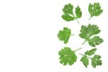 Cilantro or coriander leaves isolated on white background with copy space for your text. Top view. Flat lay pattern Royalty Free Stock Photo