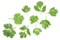 Cilantro or coriander leaves isolated on white background. Top view. Flat lay pattern Royalty Free Stock Photo