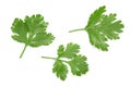Cilantro or coriander leaves isolated on white background. Top view. Flat lay pattern