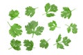 Cilantro or coriander leaves isolated on white background. Top view. Flat lay pattern Royalty Free Stock Photo