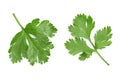 Cilantro or coriander leaves isolated on white background. Top view. Flat lay pattern