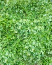 Cilantro. coriandrum sativum Organic natur background .