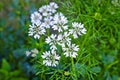 Cilantro flowers are blooming on the plant and that will produce coriander seeds