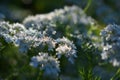 Cilantro flowers and dew drops