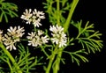 Cilantro flowers and leaves