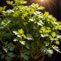 cilantro, fresh herbs leaves seasoning for cooking ingredient