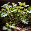 cilantro, fresh herbs leaves seasoning for cooking ingredient