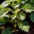 cilantro, fresh herbs leaves seasoning for cooking ingredient