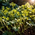 cilantro, fresh herbs leaves seasoning for cooking ingredient