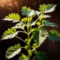 cilantro, fresh herbs leaves seasoning for cooking ingredient