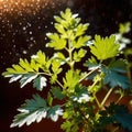 cilantro, fresh herbs leaves seasoning for cooking ingredient