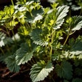 cilantro, fresh herbs leaves seasoning for cooking ingredient