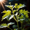 cilantro, fresh herbs leaves seasoning for cooking ingredient