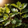 cilantro, fresh herbs leaves seasoning for cooking ingredient