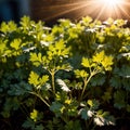 cilantro, fresh herbs leaves seasoning for cooking ingredient