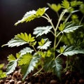 cilantro, fresh herbs leaves seasoning for cooking ingredient